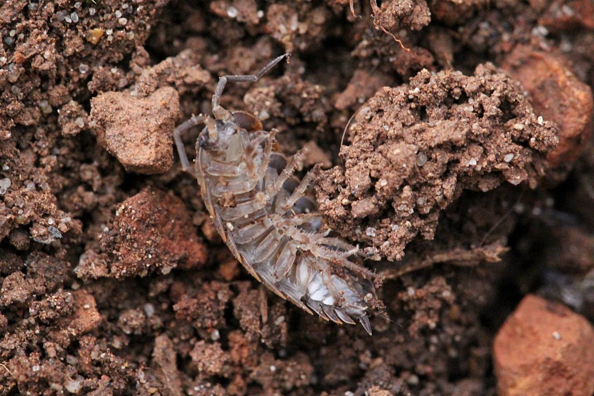 Мокрица коричневая