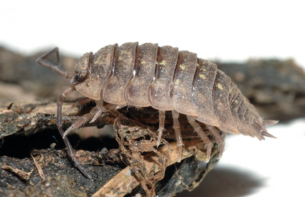 Равноногие ракообразные