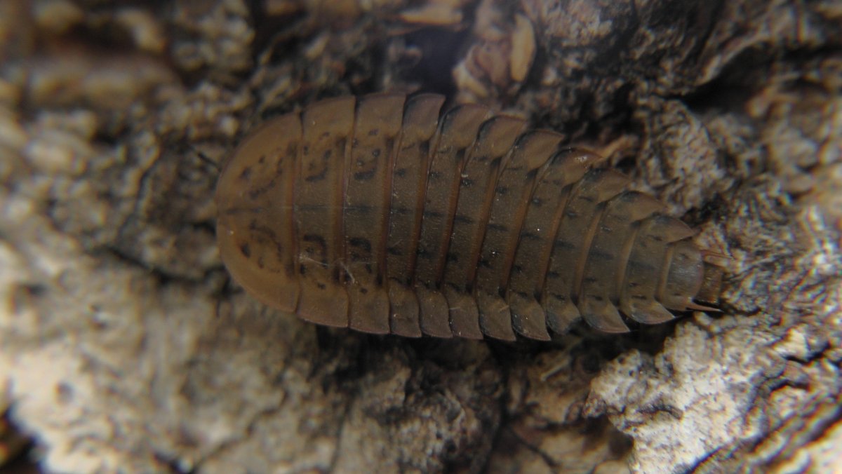 Личинка жука мертвоеда