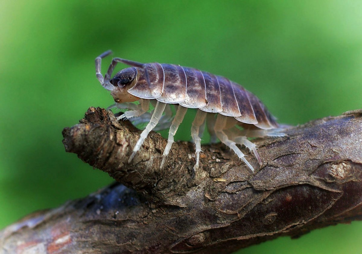 Мокрица ракообразное