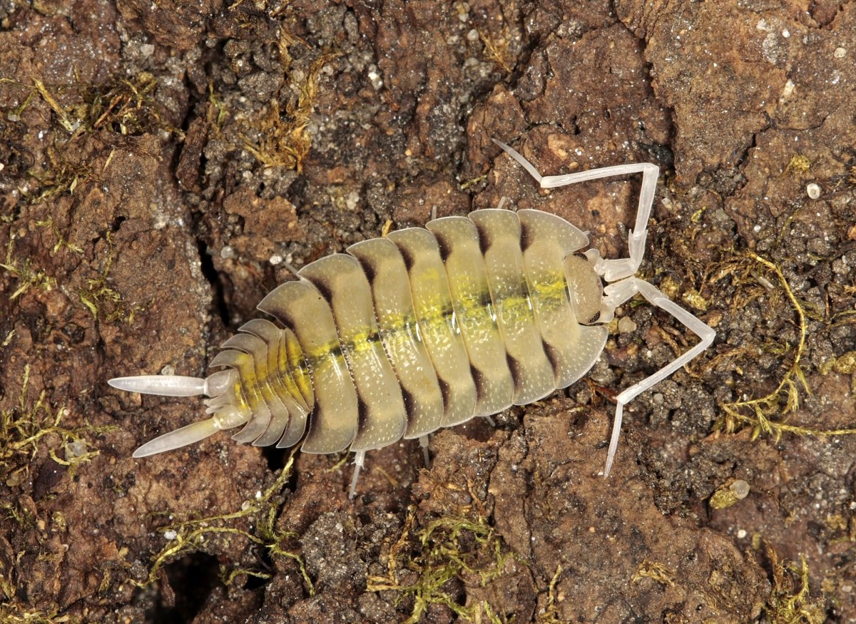 Porcellio expansus мокрица