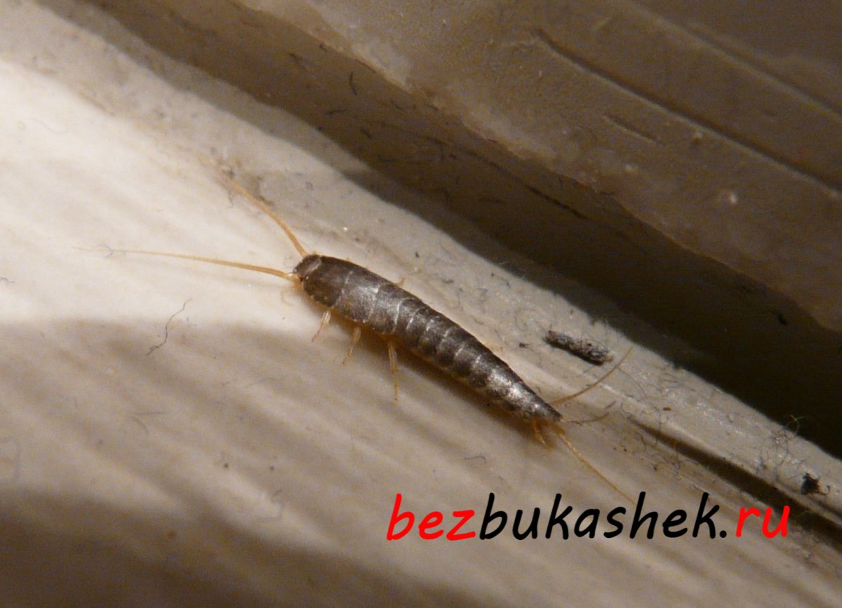 Мокрица чешуйница кожеед