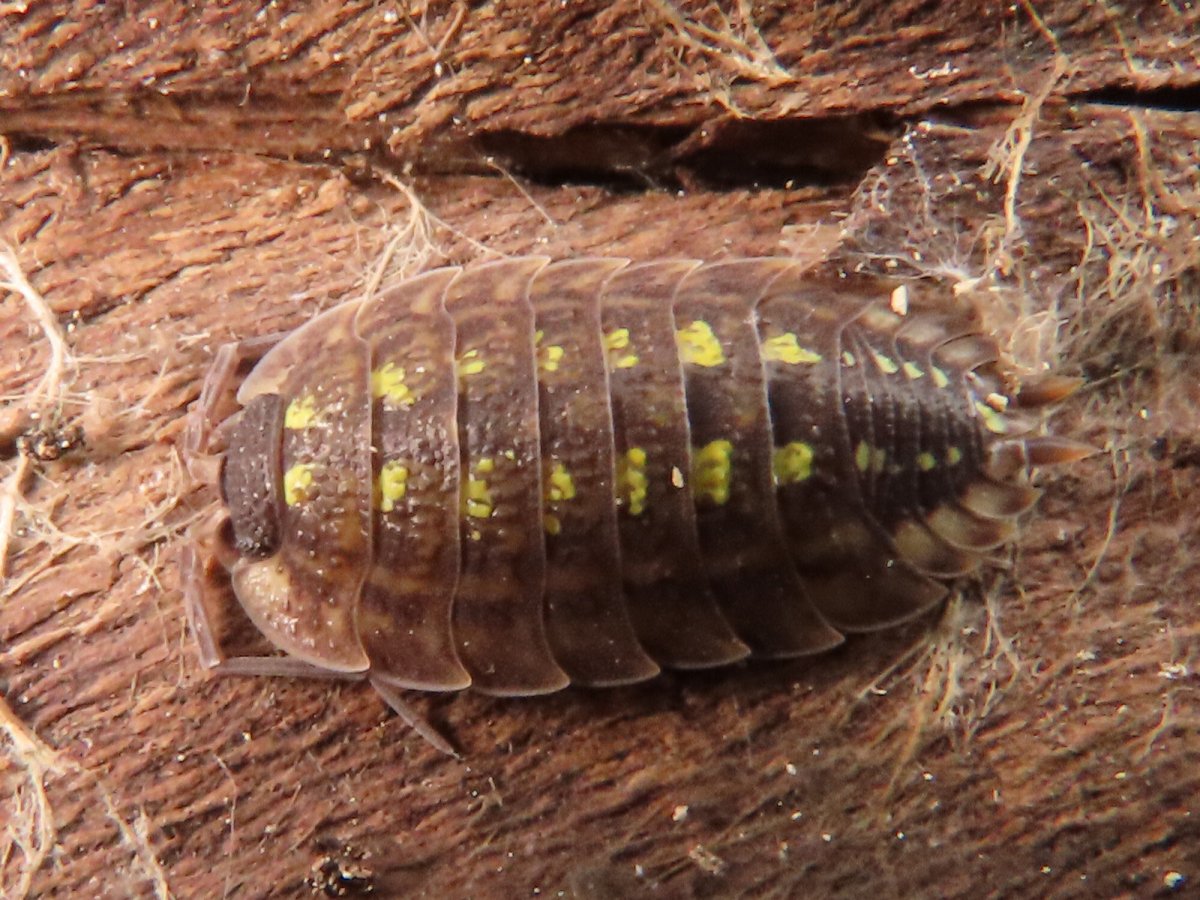 Обложите пятку мокрицей