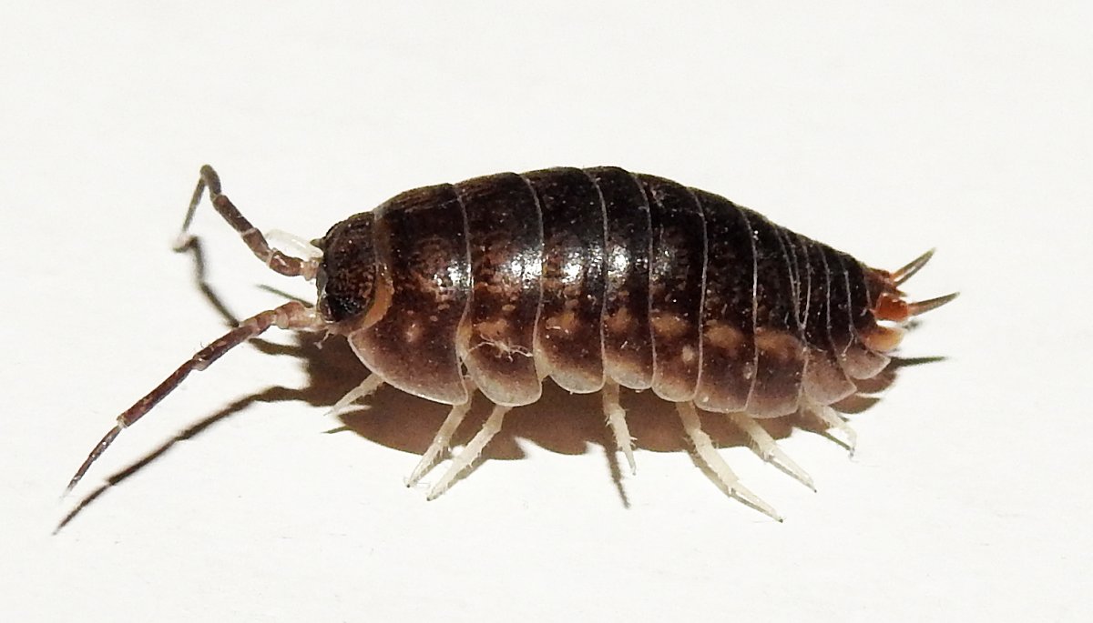 Cylisticus convexus