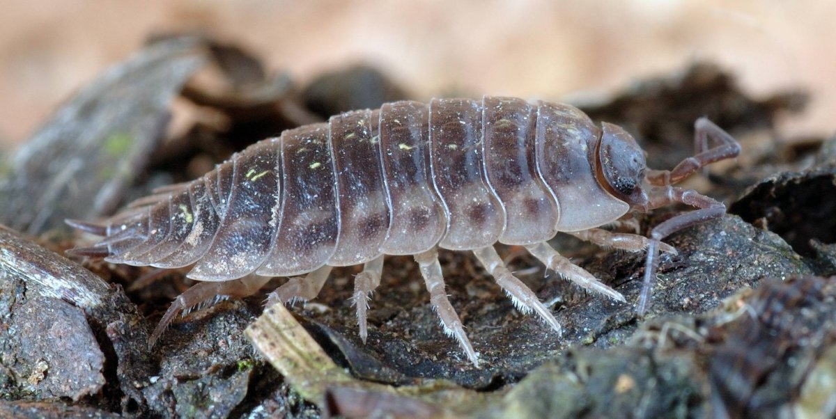 Мокрица Жук