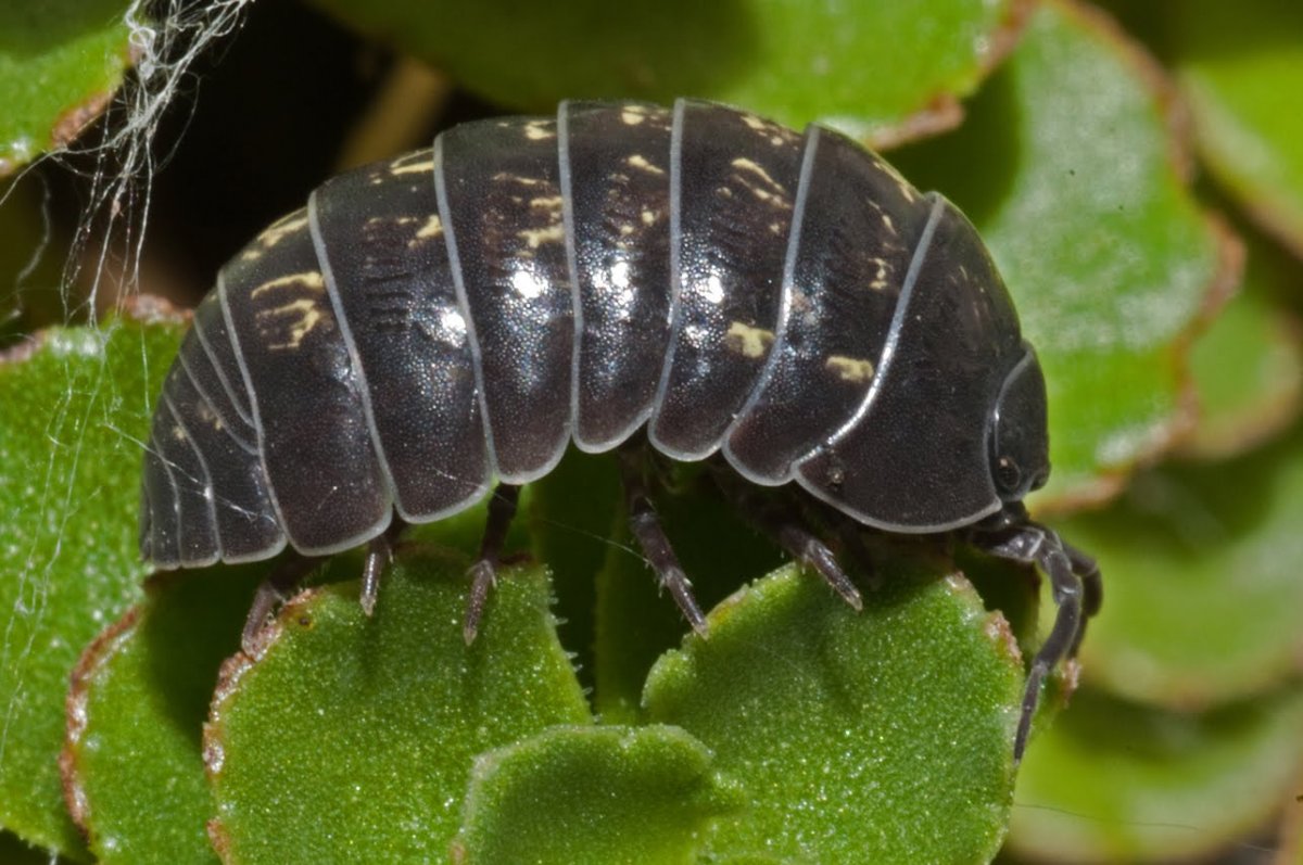 Мокрица насекомое