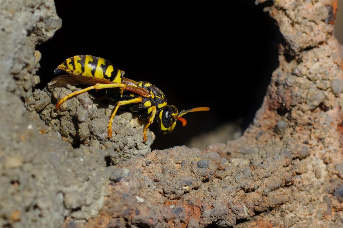 Большая черная Оса