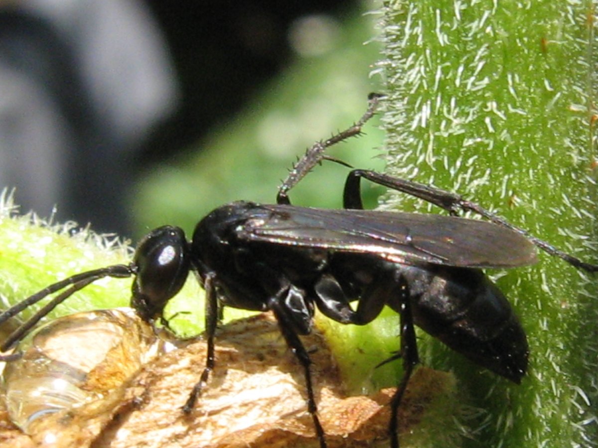 Оса пелопей гнездо