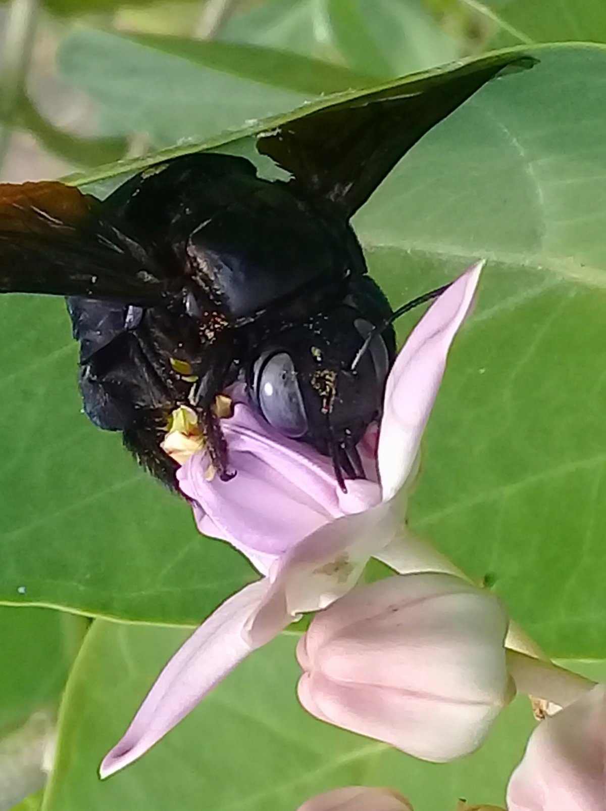 Пчела Сколия гигантская