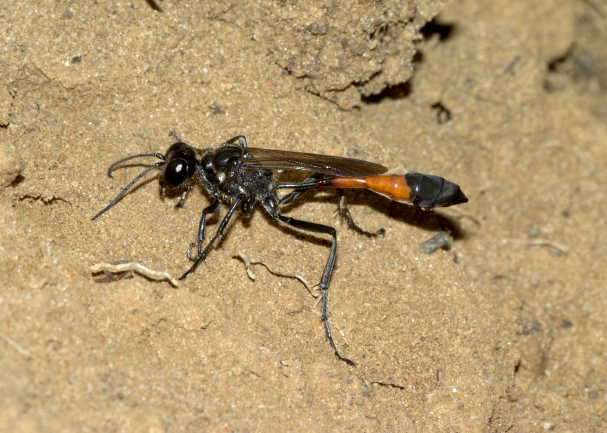 Земляной Жук