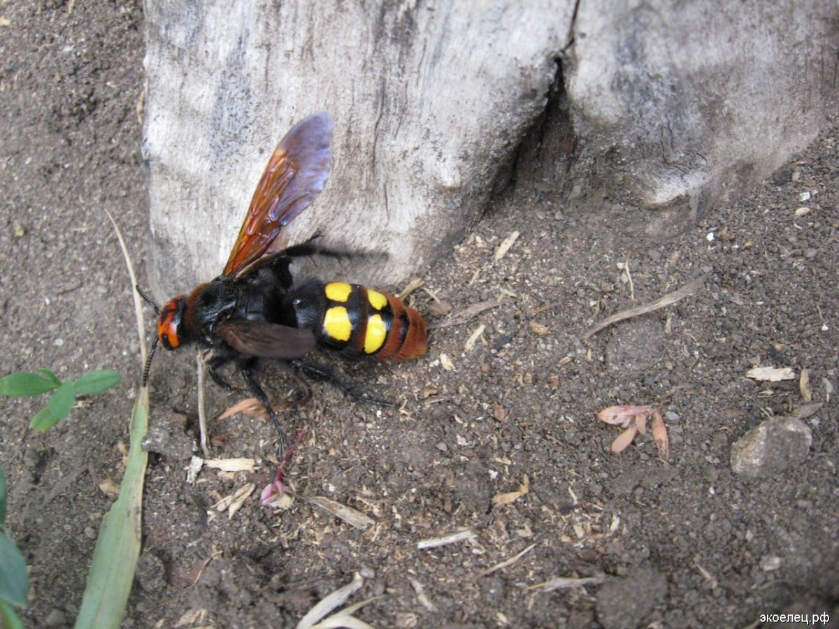 Земляная Оса черная большая