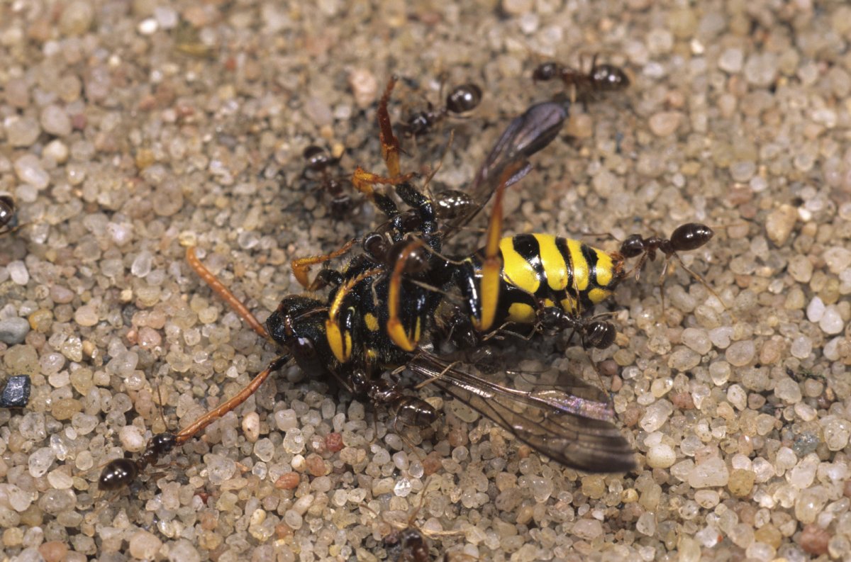 Polistes Nimpha