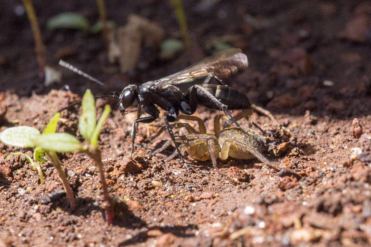 Оса Yellow Jacket