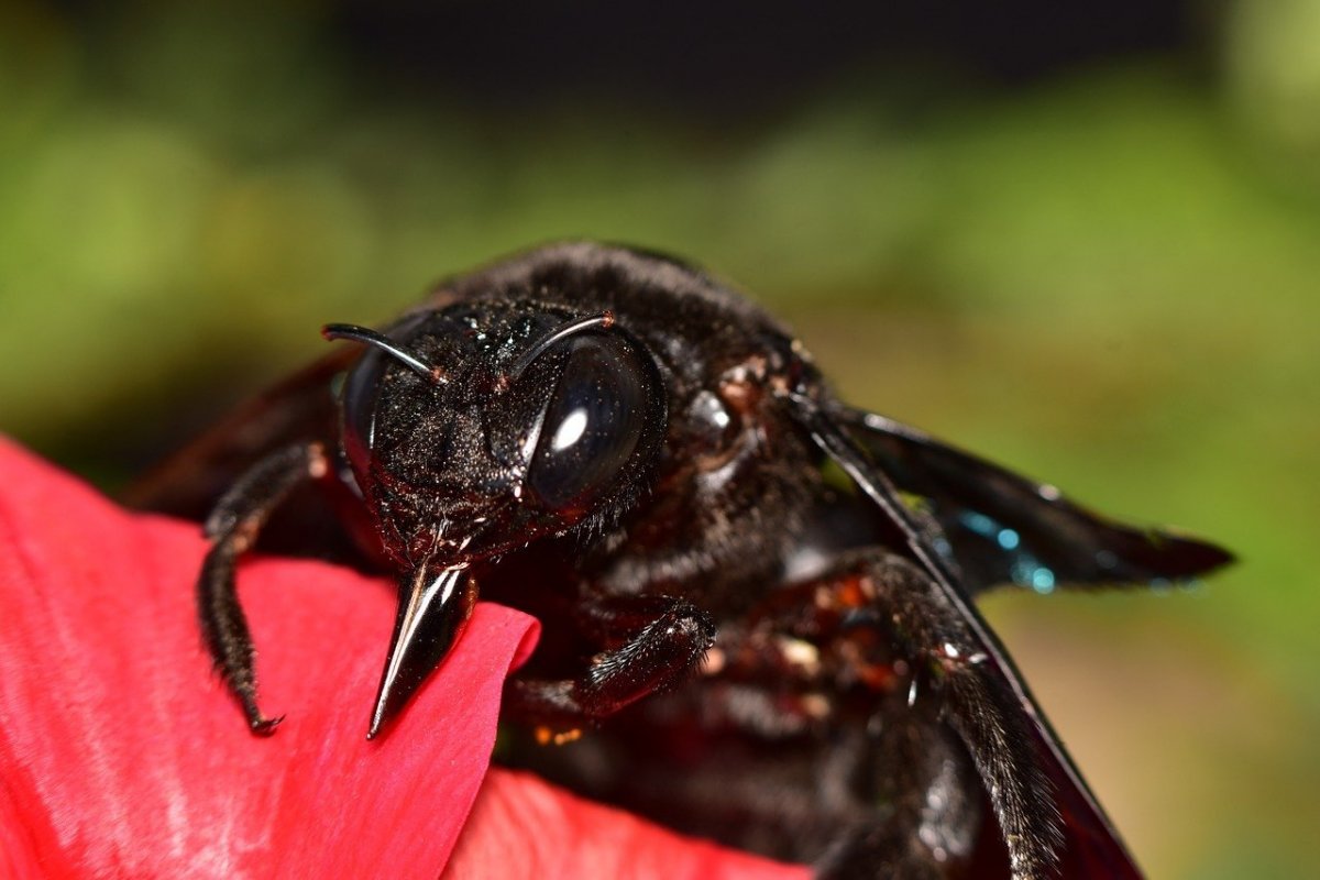 Черная Земляная Оса