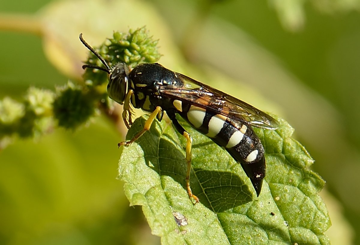 Черная Земляная Оса гнездо