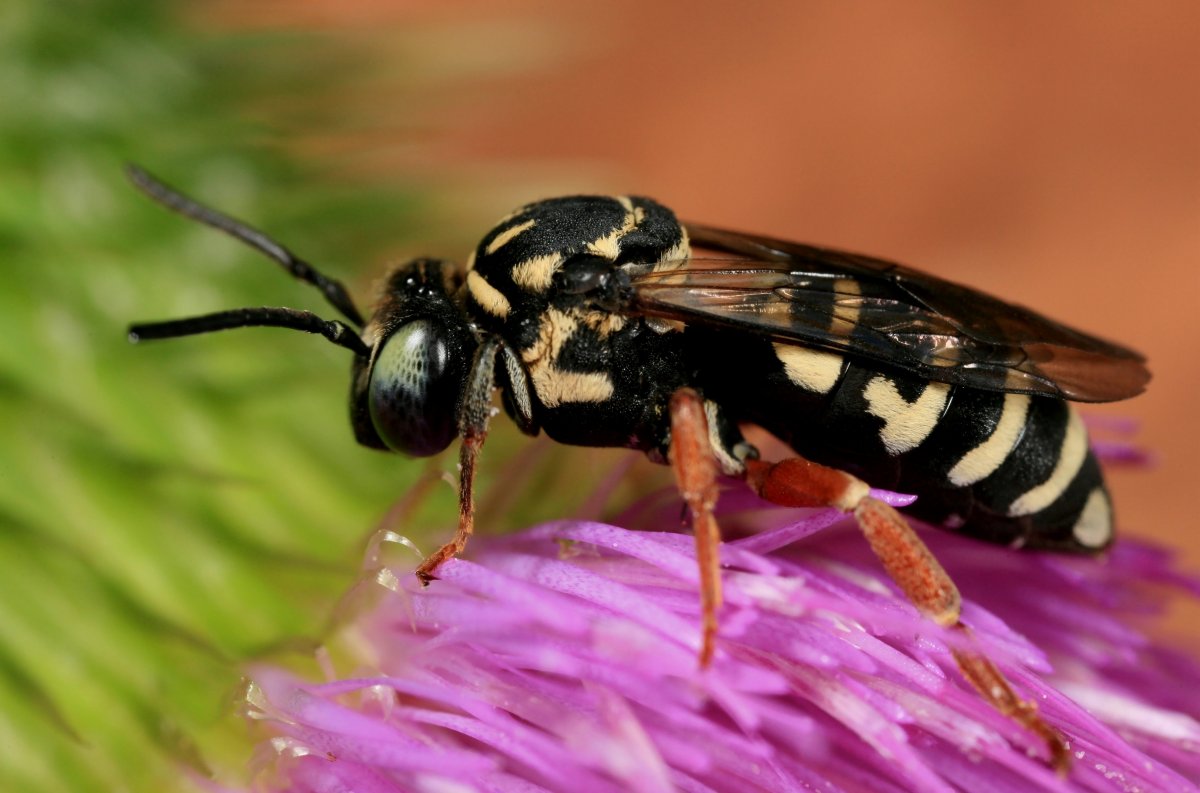 Муравьиный Шершень