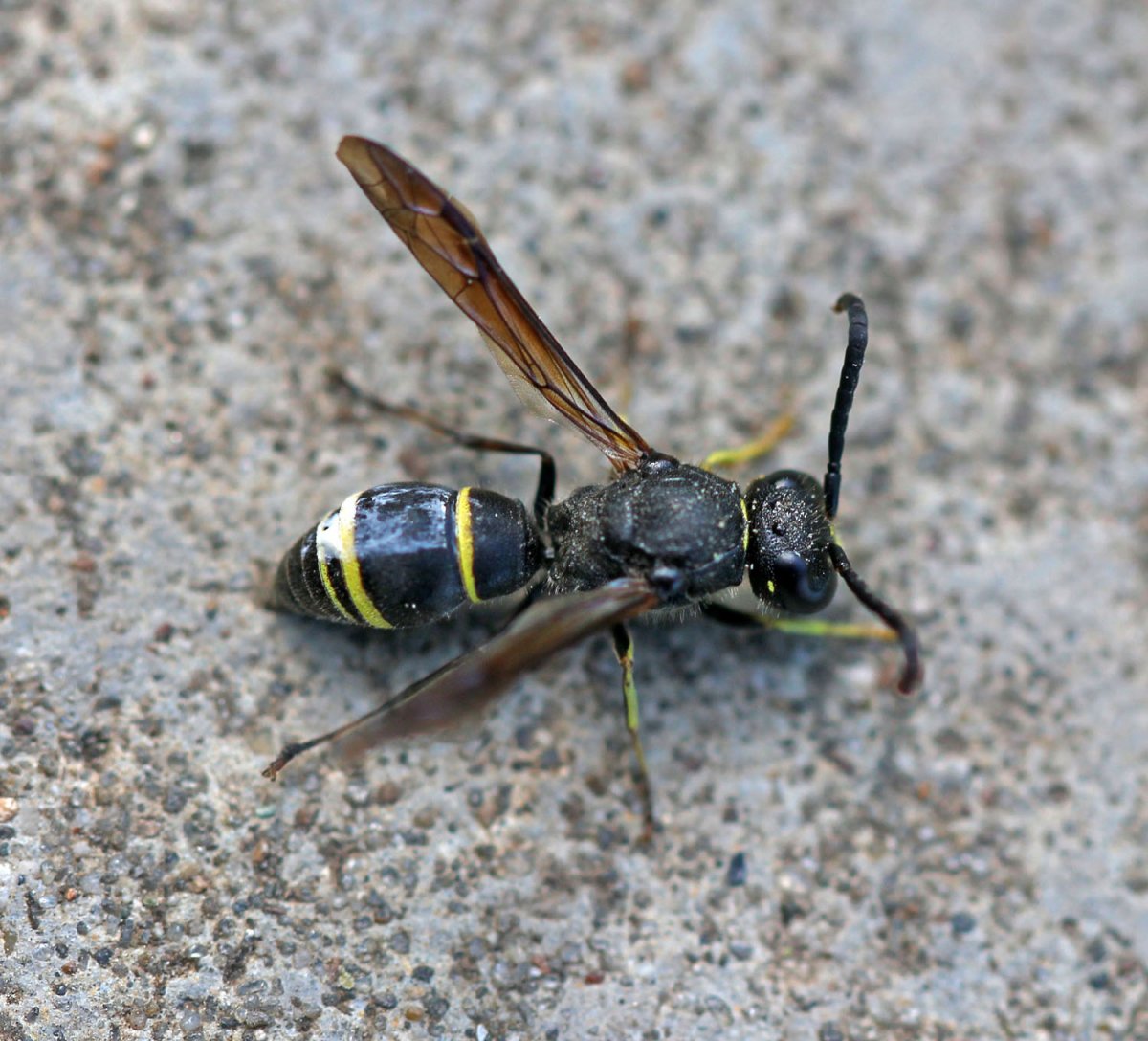 Шипящий Жук