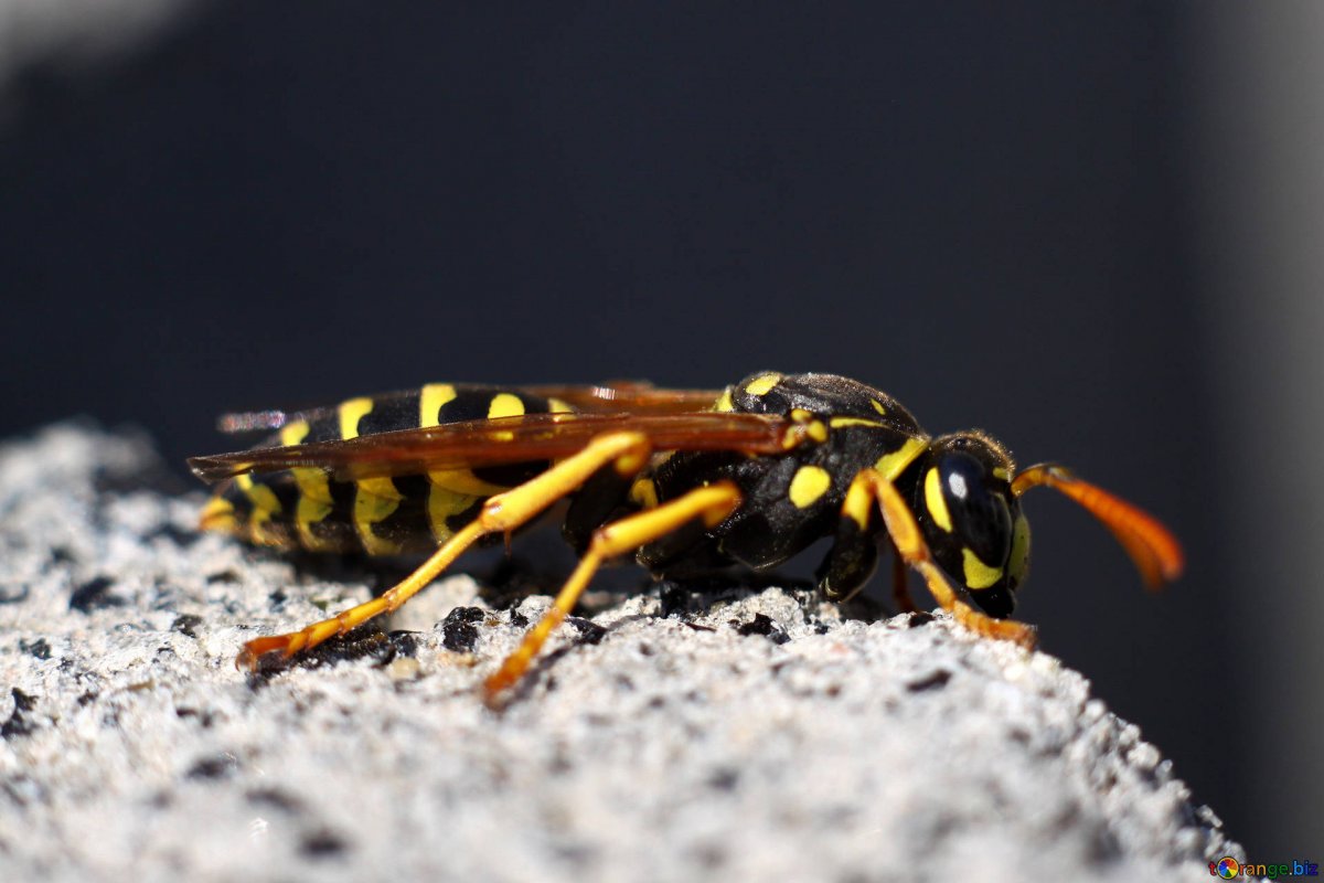 Гигантский азиатский Шершень убийца