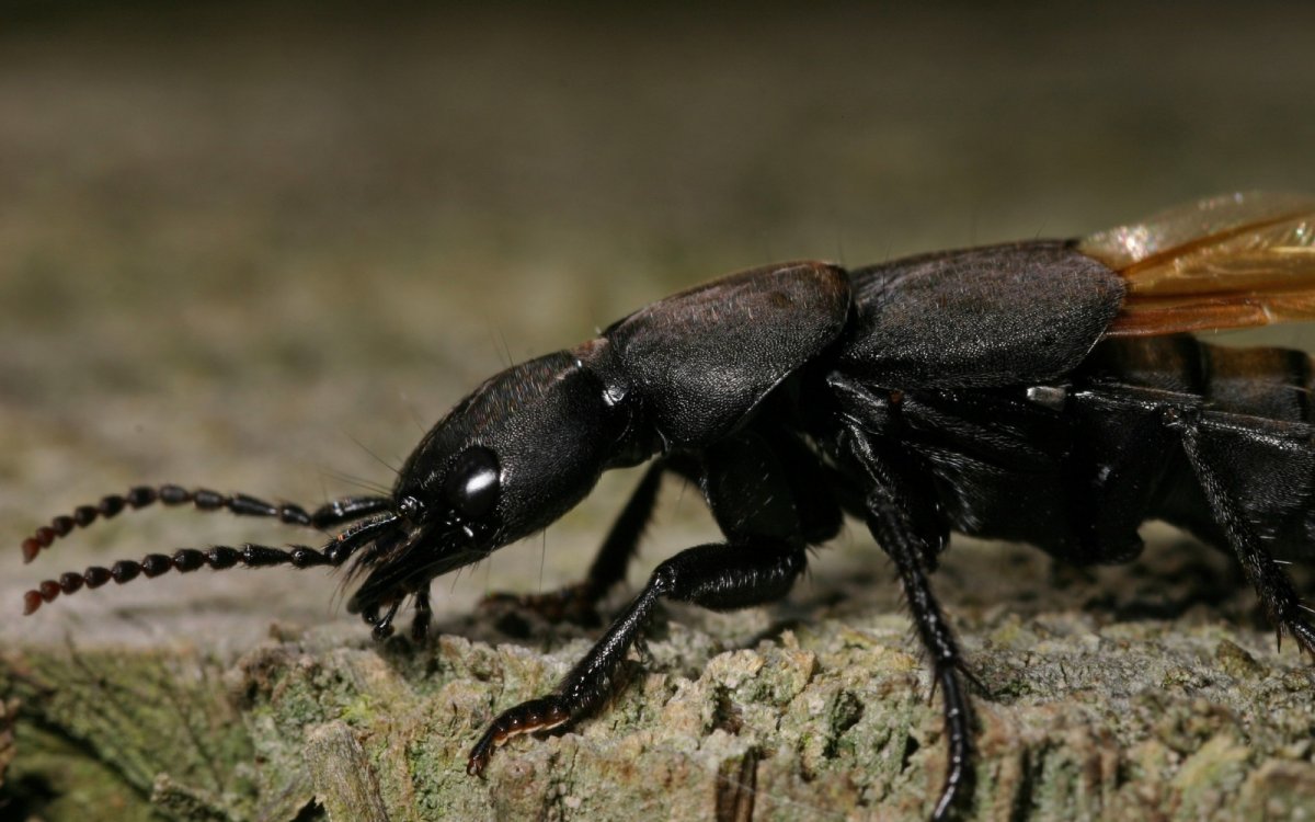 Оса Сколия гигант