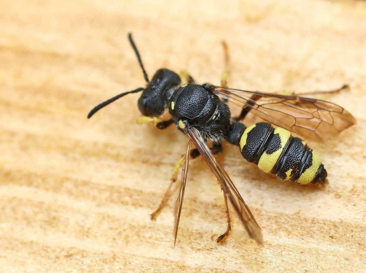 Гигантский азиатский Шершень убийца