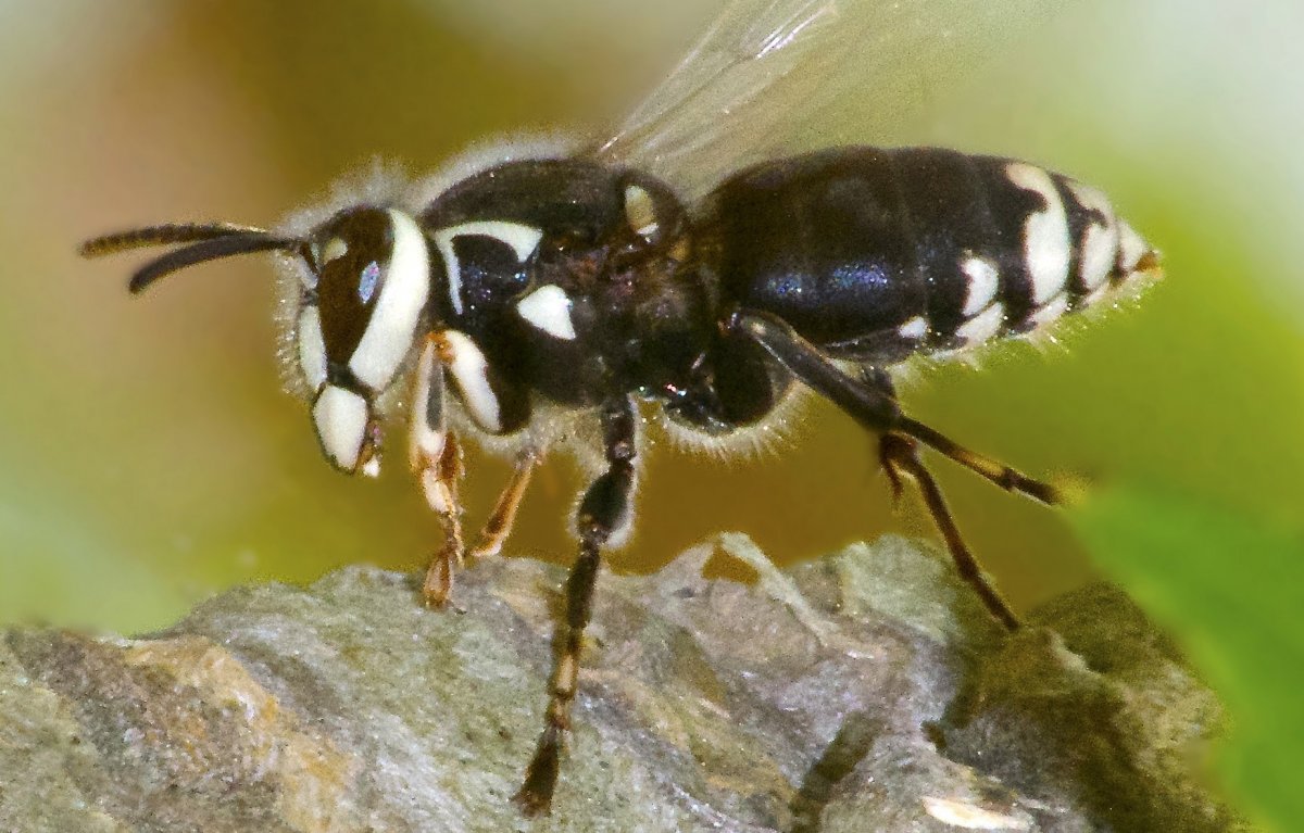 Дорожная Оса