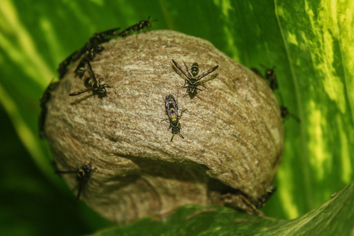 Муха Шершень