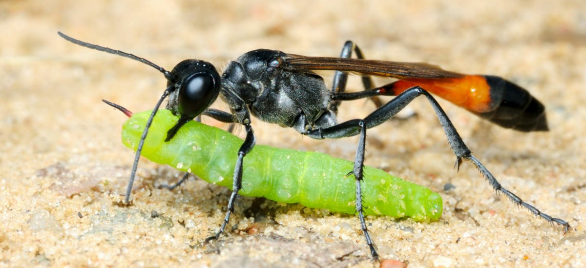 Черная Земляная Оса