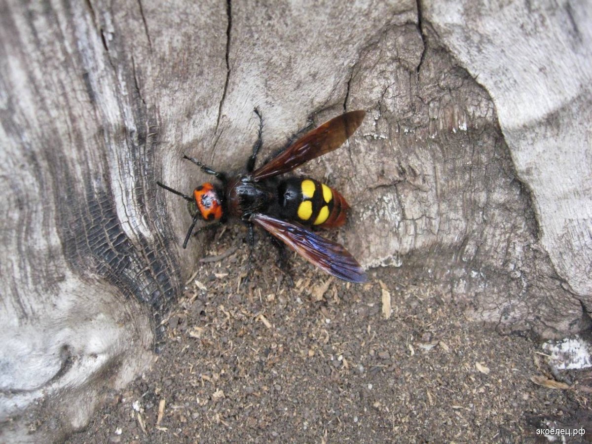 Дальневосточный Шершень