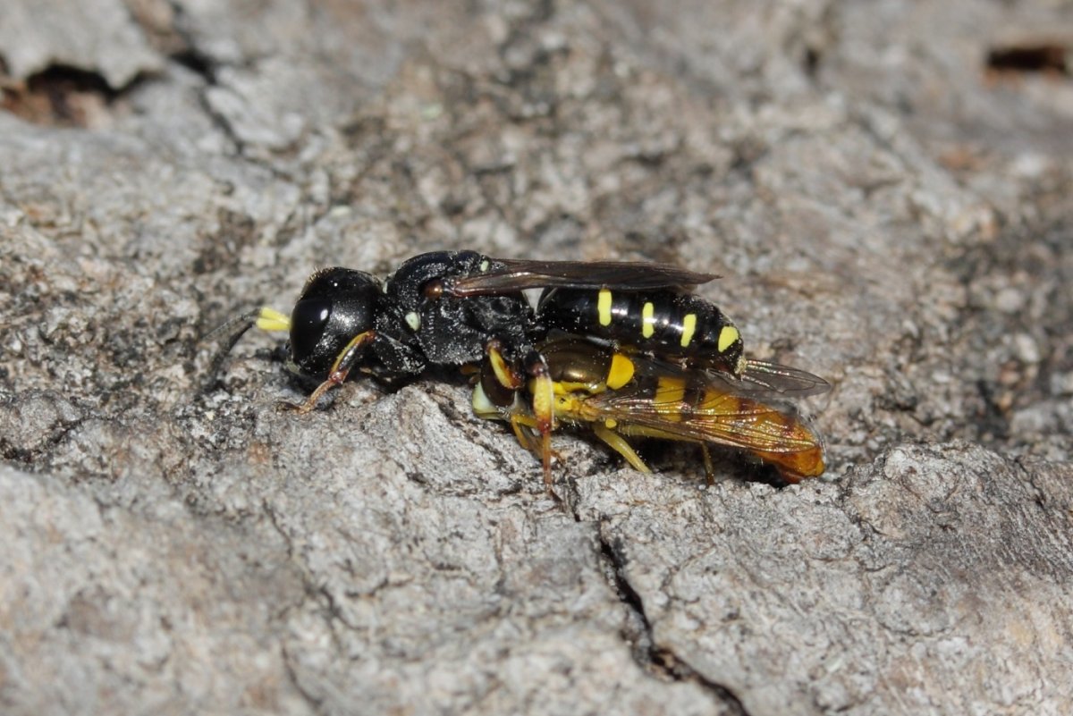 Осы в земле