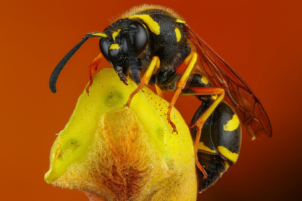 Древесная Оса с длинным жалом