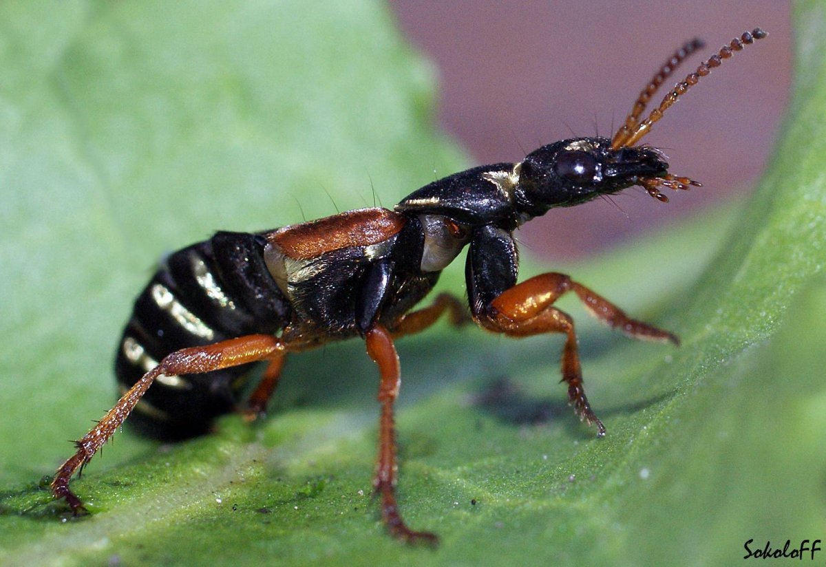 Оса Сколия гигантская