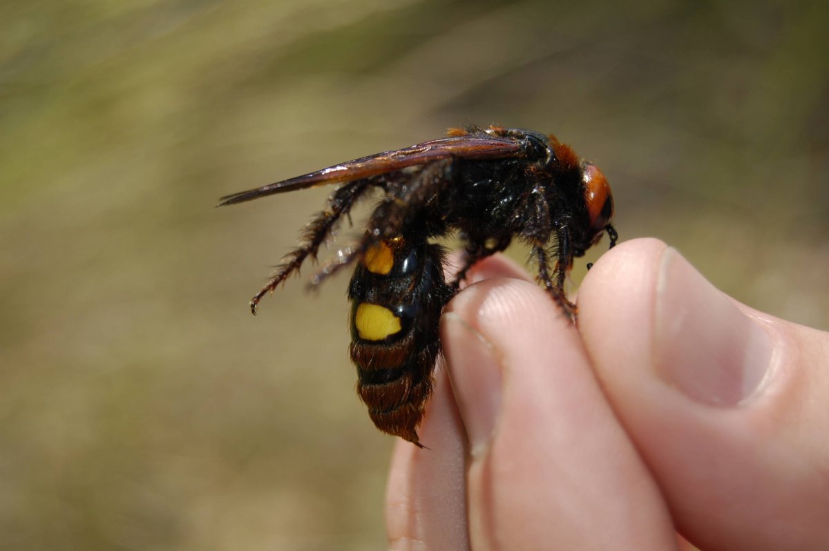 Оса похожая на муравья