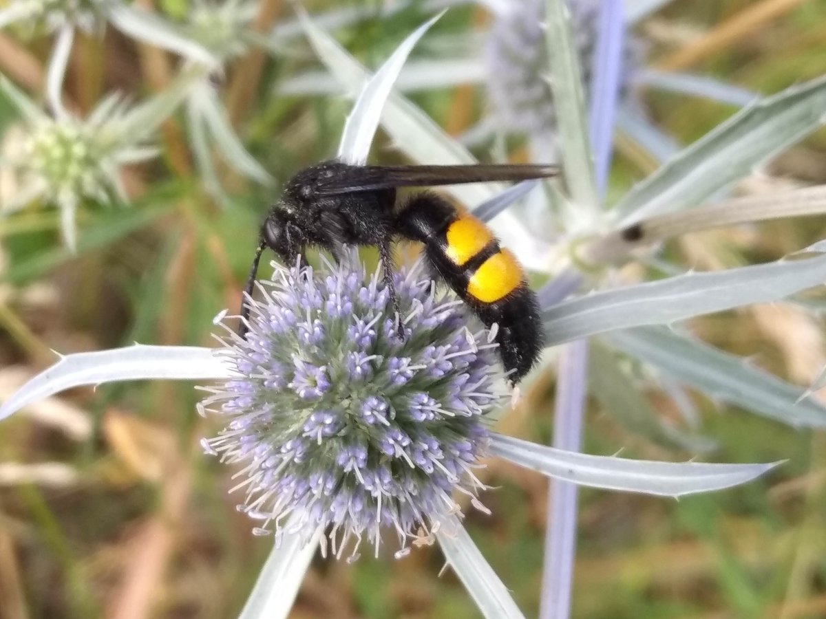 Гигантский азиатский Шершень убийца