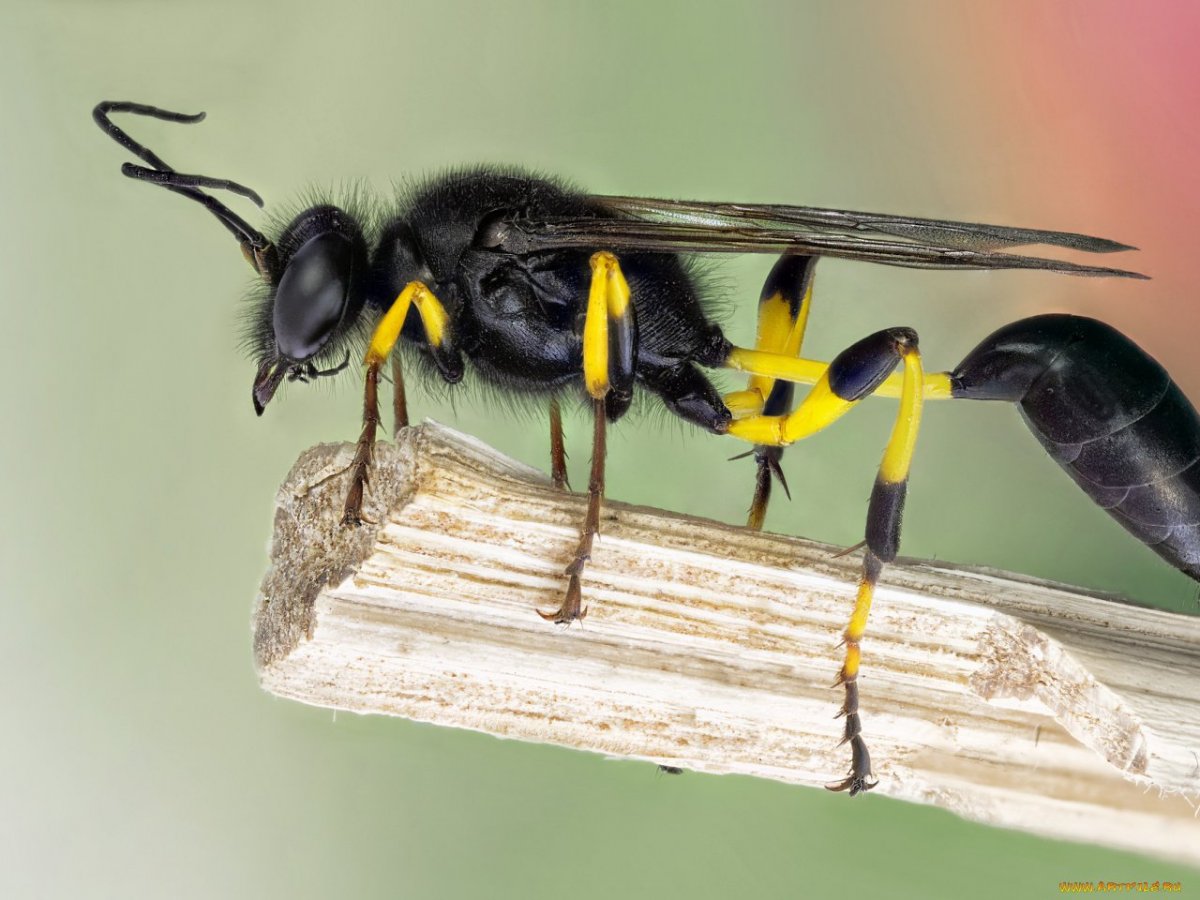 Оса сцелифрон