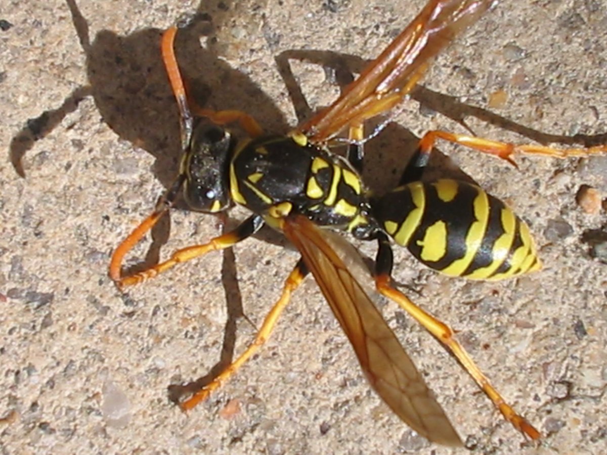 Оса Yellow Jacket