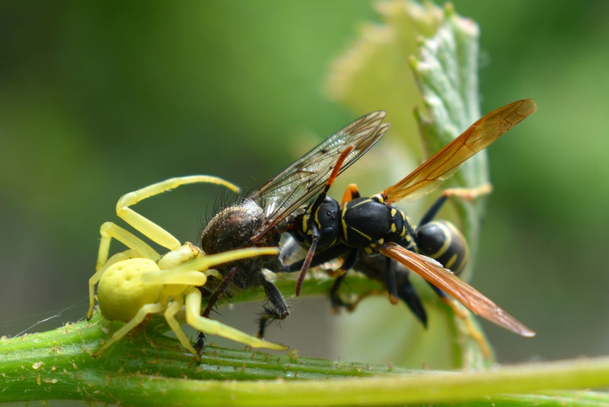 Оса Германская