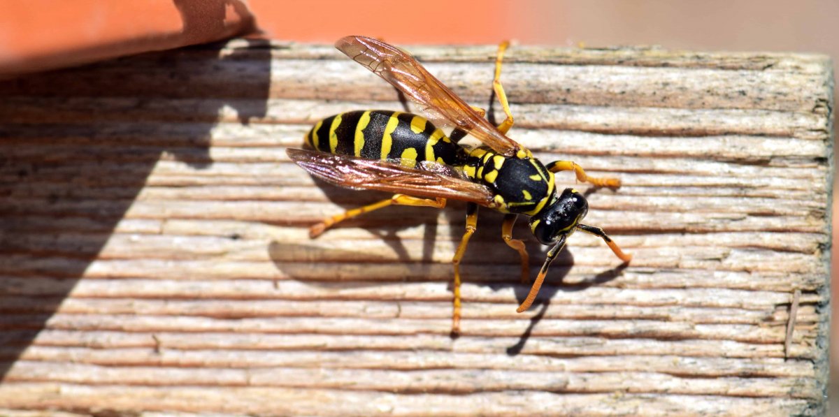 Оса Эвмена гнездо