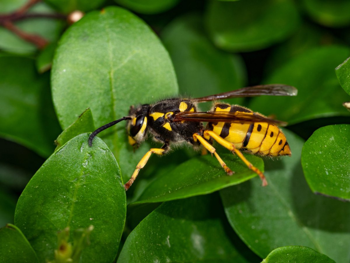 Vespula Germanica