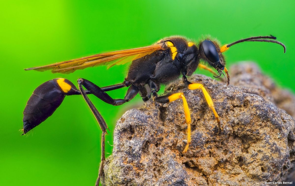 Оса сцелифрон Коконы