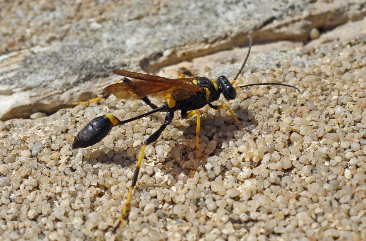 Оса сцелифрон Коконы