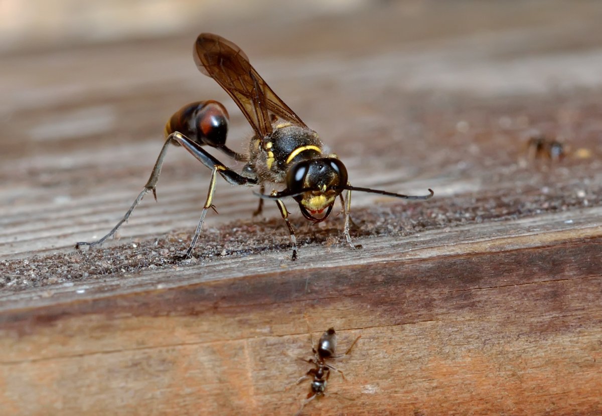 Осы Sceliphron curvatum