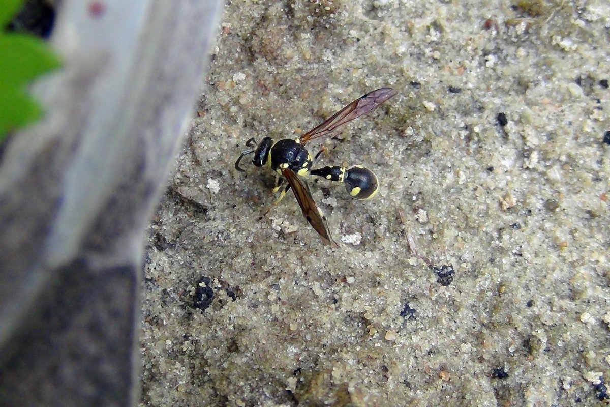 Оса пелопея собирает пауков