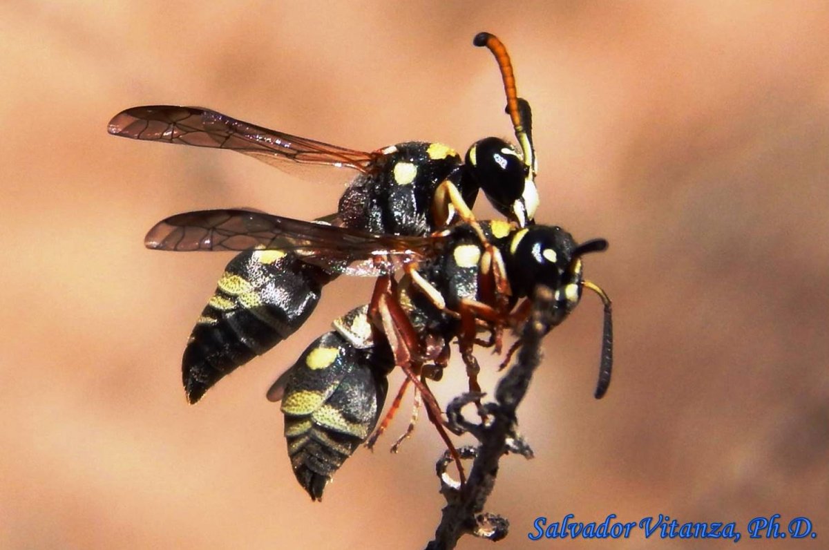 Дикая Оса Шершень