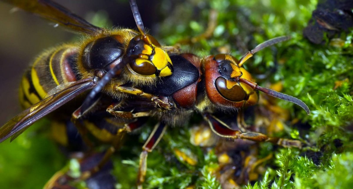 Молодая Оса фото