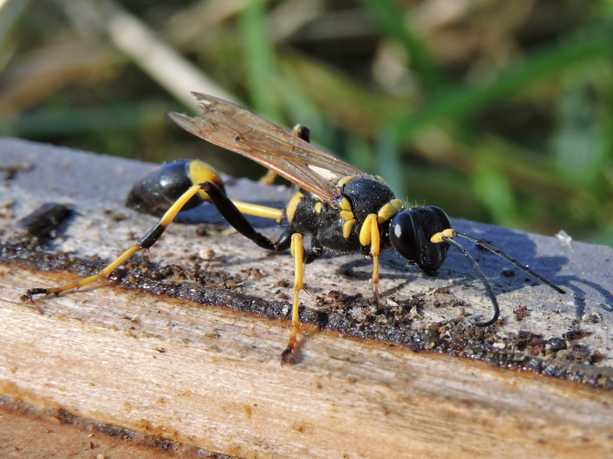 Оса пелопей личинки