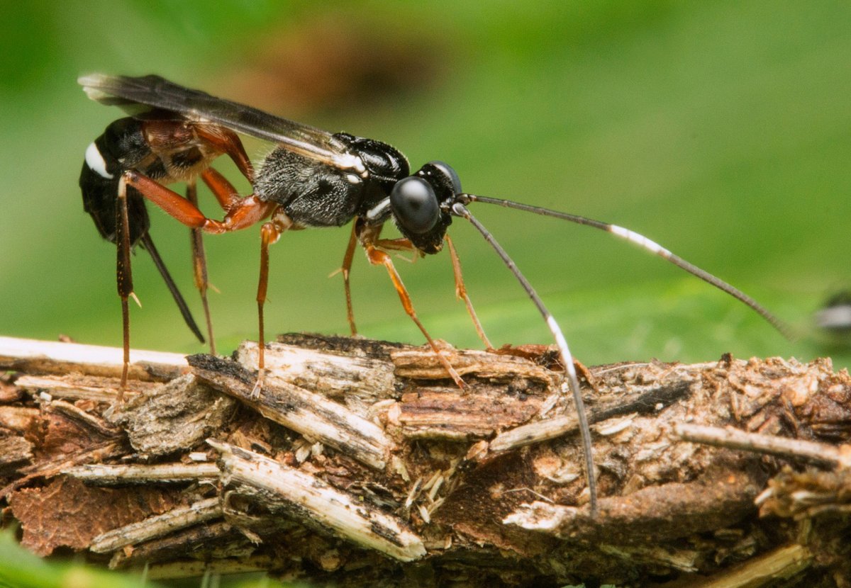 Азиатский Шершень