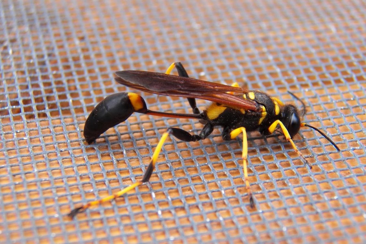 Сфецида Оса