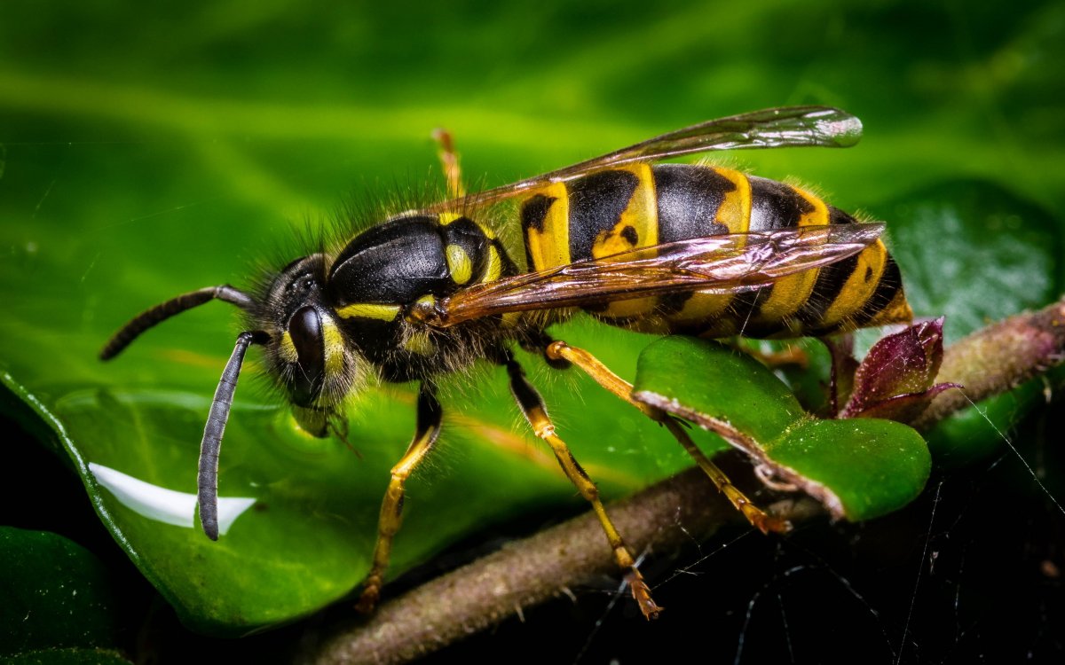Wasp insect