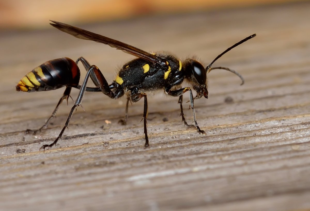 Оса сцелифрон