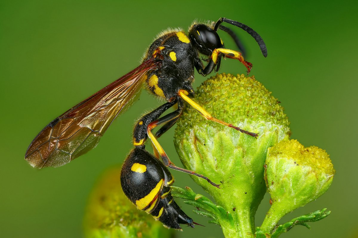 Оса Шершень Шершень пчела